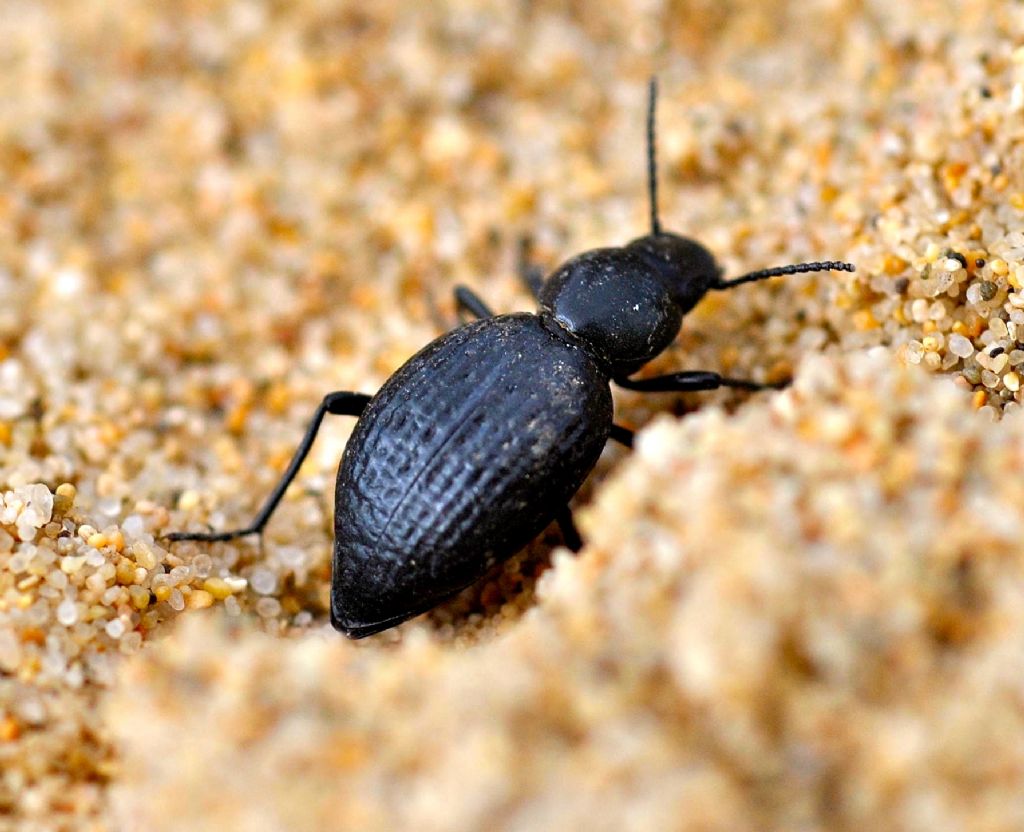 Tentyria rugosa floresii.....   No, Tentyria ligurica confusa